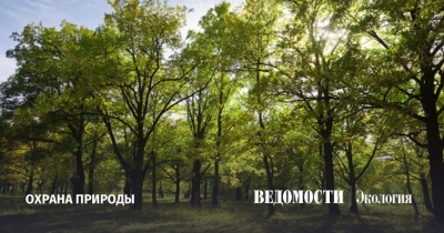 Защита лесов Сызрани: борьба с вредителями в небе и на земле