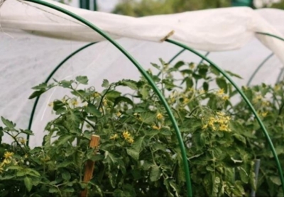 Три надежных способа защиты рассады от заморозков: опыт садоводства, который стоит знать