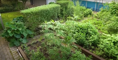 Секретный урожай: Как растение может преобразить ваш огород