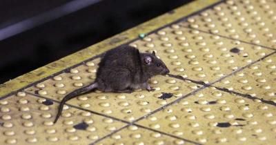 Британка пришла в кинотеатр и увидела полный зал крыс